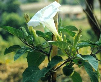 أكبر موسوعة عن الزهور الغريبة Moonflower