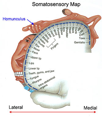 I - The thumb represents the inner essence of man! - Page 3 Homunculus