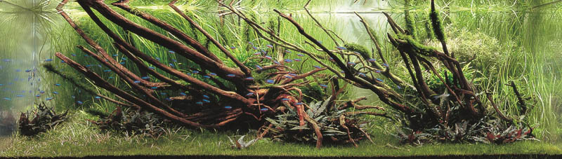 أجمل أحواض السمك ذات تصميم يشبه الغابات 17-Koji-Nakamura-Japan