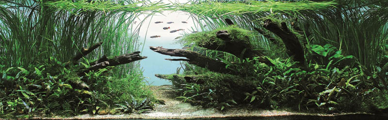 أجمل أحواض السمك ذات تصميم يشبه الغابات 7-BRONZE-AWARD-Gregory-Polishchuk-Ukraine
