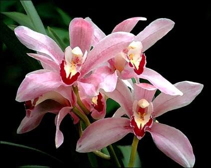 ORHIDEJA  Cymbidium