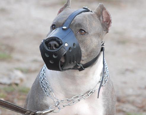 Devil [Heim's dog] Pitbull-muzzle-leather-dog-dog1_LRG