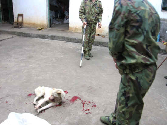 Sự tàn ác của loài người với loài chó Dog-cruelty-23