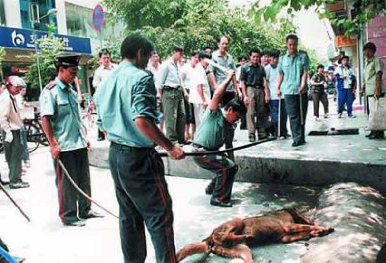 Sự tàn ác của loài người với loài chó Dog-cruelty-33