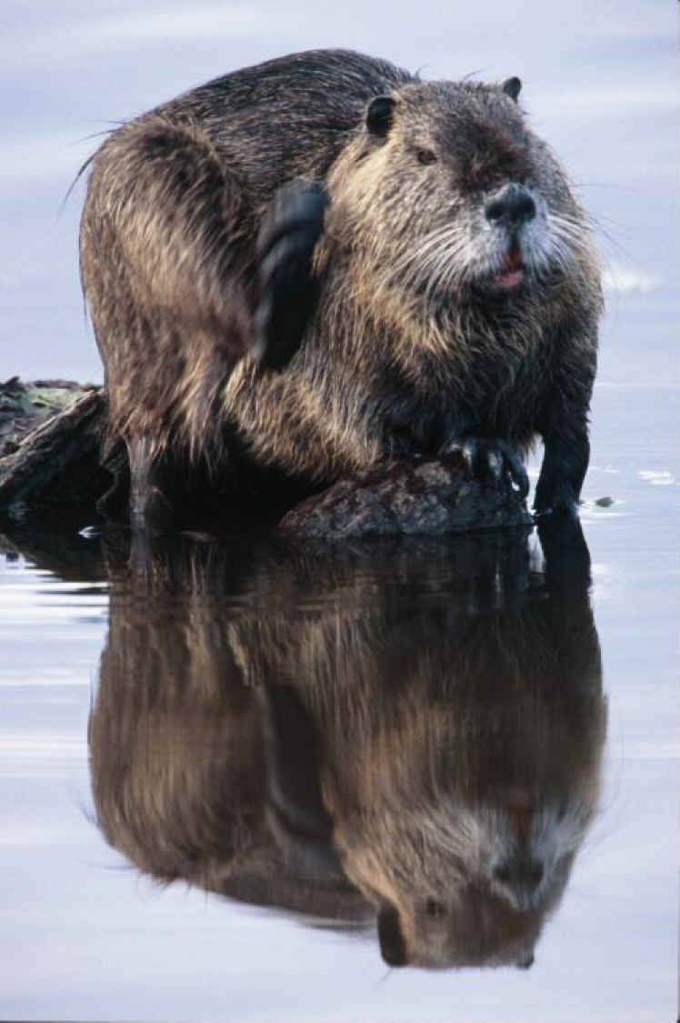 Tierkettenspiel - Seite 2 Nutria-004