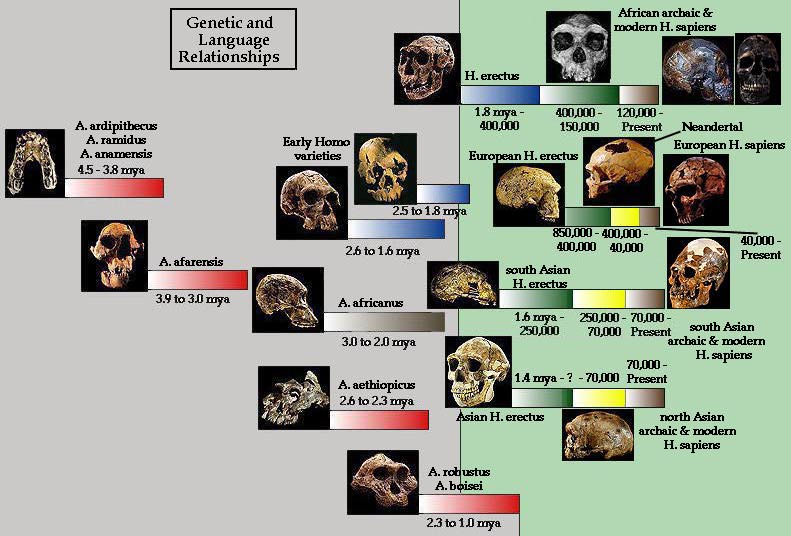 Let's Fling Some [Bigfoot] Poop Human_evolution_poster2