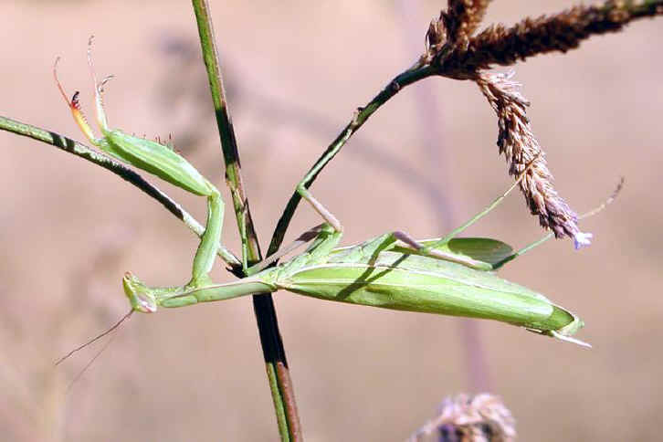 Mantes religieuses Glf-mantis-01