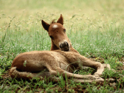 Cougar is gonna have twins! Cute-foal