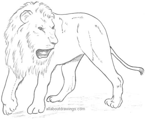 بعض الرسمات بأستخدام اقلام الرصاص.. Lion-pencil-drawing