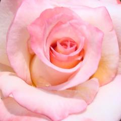 Искам картинка на... Beautiful-pink-rose-dsc01196