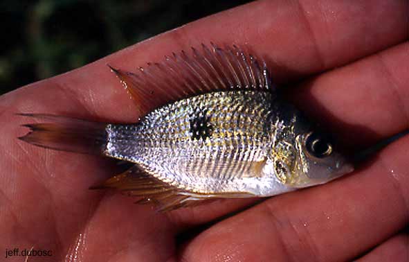 Thorichthys helleri ex. sp. amarillo du lac Catazaja Thorichthys%20helleri%20lago%20catazaja%201