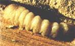 insectes  larves xylophages _ parasites su bois Ref-etat-parasitaire_clip_image012