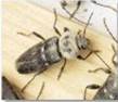insectes à larves xylophages _ parasites su bois Ref-etat-parasitaire_clip_image018