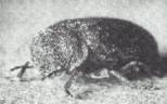 insectes à larves xylophages _ parasites su bois Ref-etat-parasitaire_clip_image024