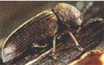insectes à larves xylophages _ parasites su bois Ref-etat-parasitaire_clip_image036