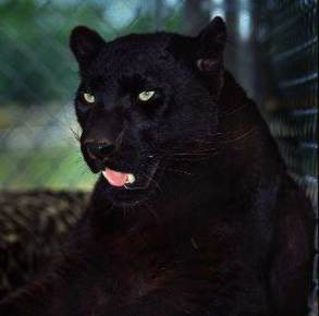 Panther Panthera pardus) Panther712