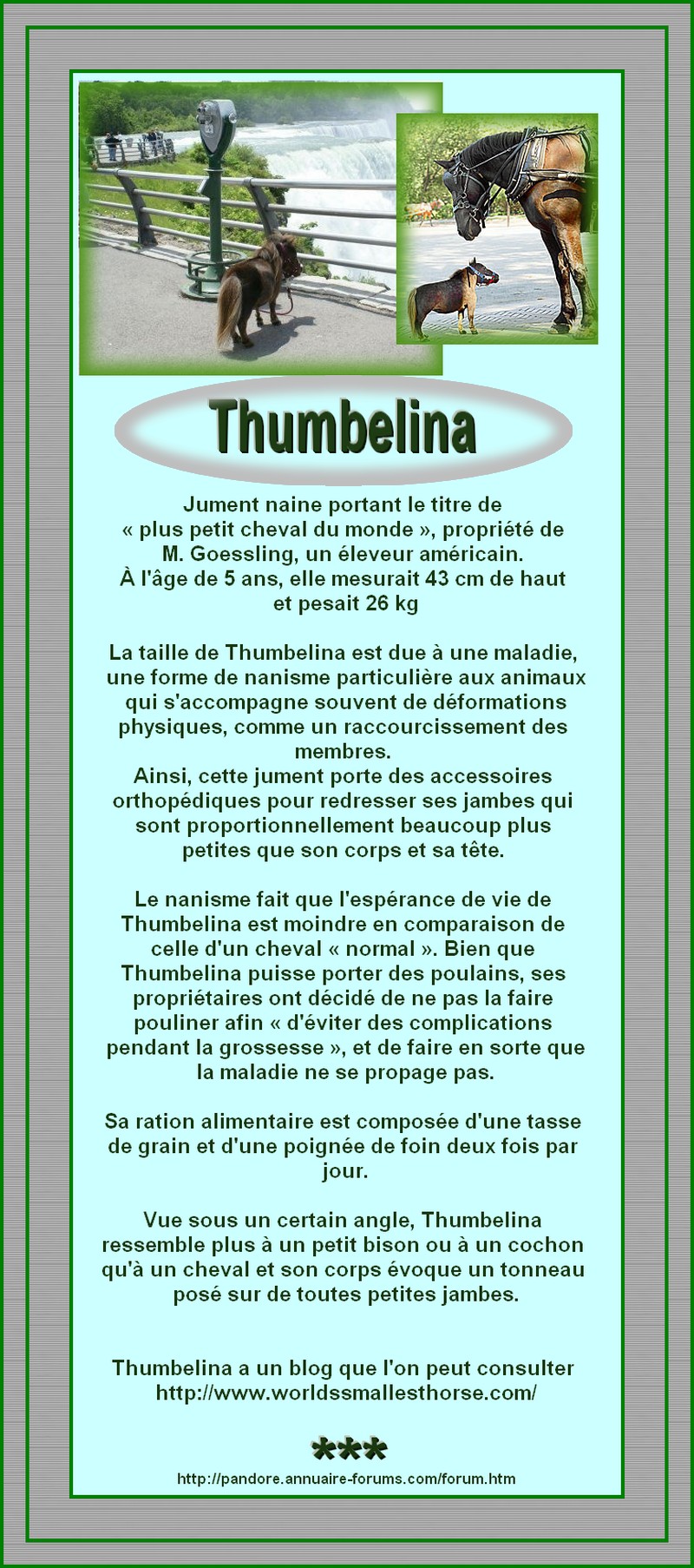 JUMENT NAINE - THUMBELINA 17953843554b7427245fa9b1