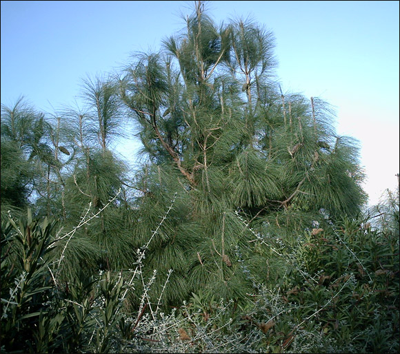 Les Perles des membres Pin-Arbre-01