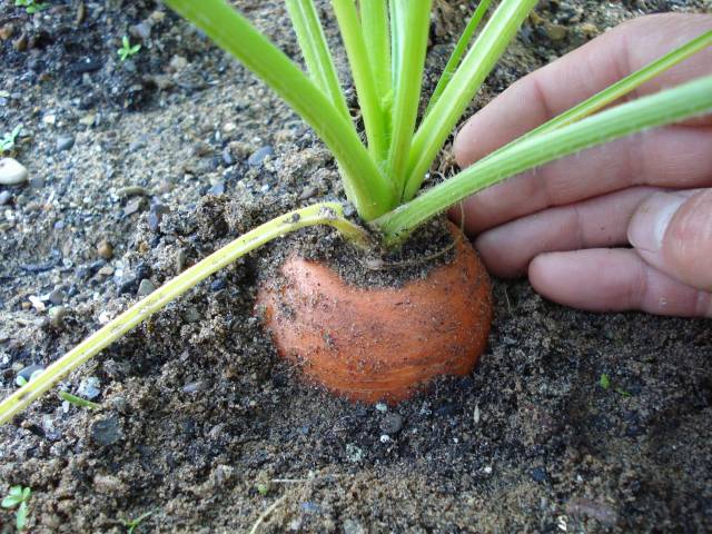 look at this carrot  DSC03904.JPG-for-web-large