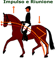 Cosa è il Dressage? Impriun