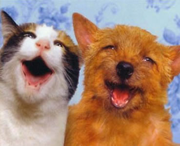 FELIZ CUMPLEAÑOS LAUGARCIA!!! Happy-Cat-and-Dog