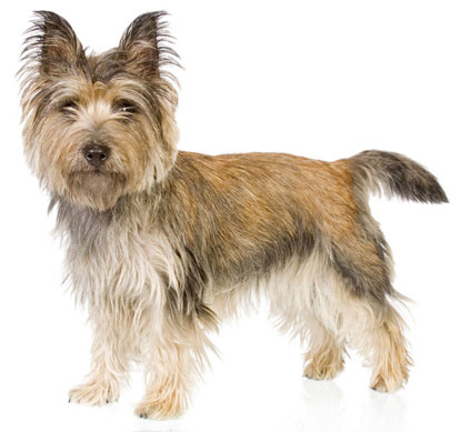 موسوعه الكلاب المنزليه 1 Cairn-terrier