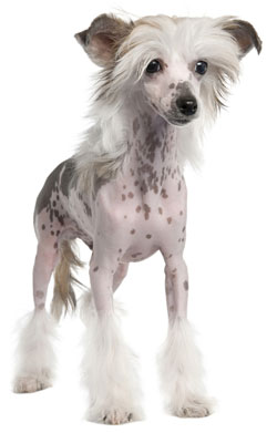 موسوعه الكلاب المنزليه 1 Chinese-crested-hairless