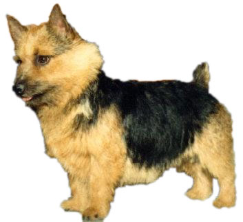 موسوعة الكلاب المنزلية2 Norwich-terrier