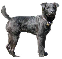 موسوعة الكلاب المنزلية2 Patterdale-terrier