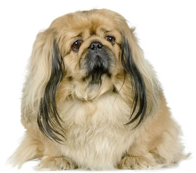 موسوعة الكلاب المنزلية2 Pekingese