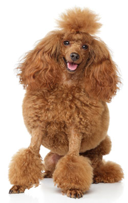 موسوعة الكلاب المنزلية2 Poodle-miniature