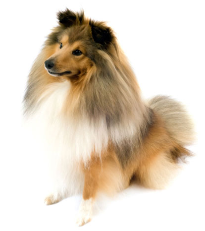 موسوعة الكلاب المنزلية2 Shetland-sheepdog