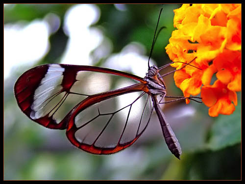 ..الكاميرا [رموزها ووميزاتها].. Transparent-butterfly2-sm