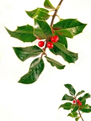 Symbols of Christmas Holly