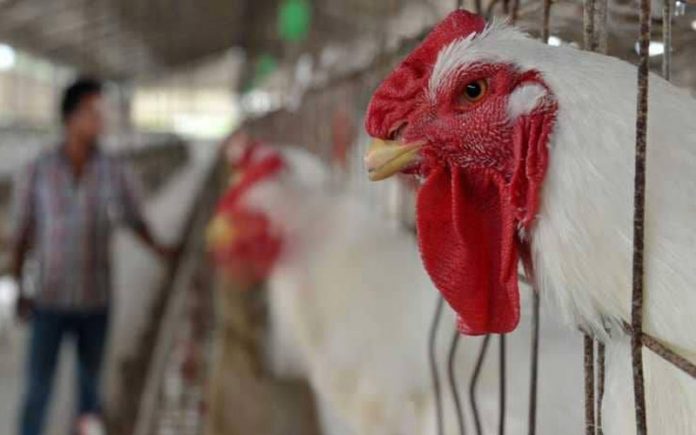 Saudi Arabia records 72 cases of bird flu since the beginning of 2018 %D8%AF%D8%AC%D8%A7%D8%AC-1-696x435