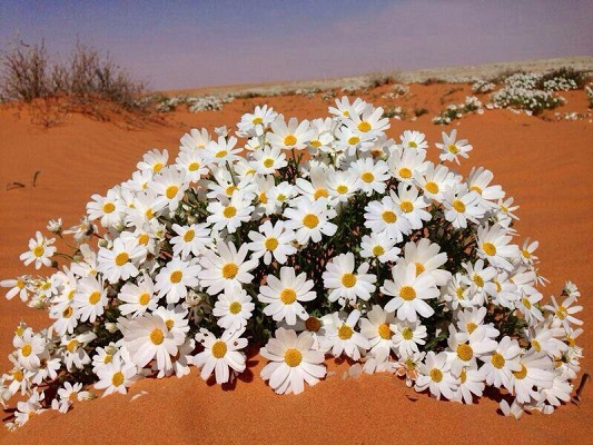 بستان ورد المصــــــــراوية - صفحة 74 Image-272