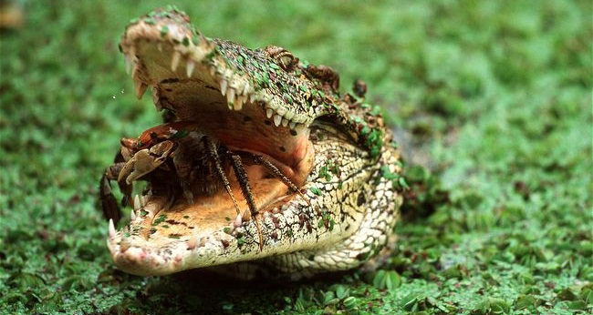  التمساح الكوبي Cuban-crocodile-feeding-on-crab