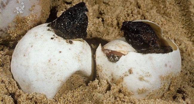 السلحفاة ذات الاهداب Alligator-snapping-turtles-hatching