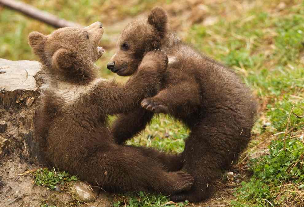  الدب البني Young-brown-bear-photo