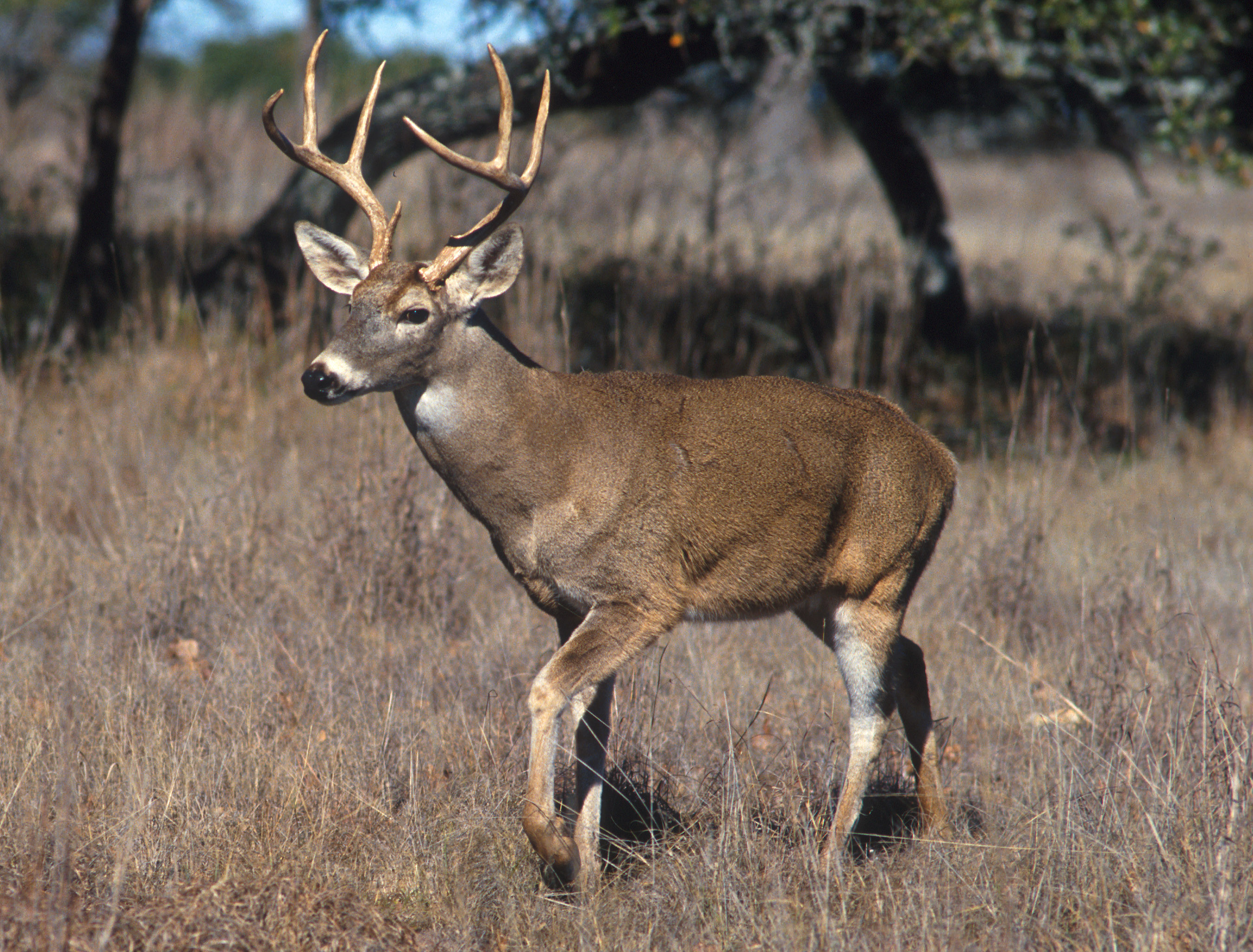 ماهو الفرق بين الظبي والغزال White-tailed-deer