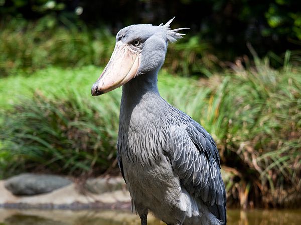  طائر ابو مركوب Shoebill-becomes-sexually-mature-at-age-of-three-to-four-years.