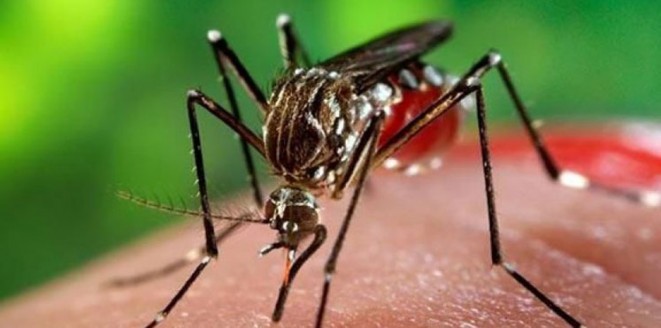 كل ما تريد معرفته عن (فيروس زيكا).. سؤال وجواب Zika-Virus