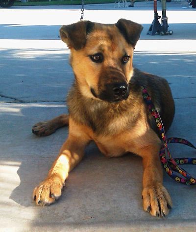 Brook Side ~School for the disabled~ Shep-puppy-female-8-04-11_opt