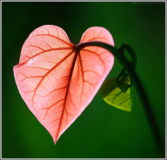 Donde estas corazón. - Página 9 Fiore-cuore