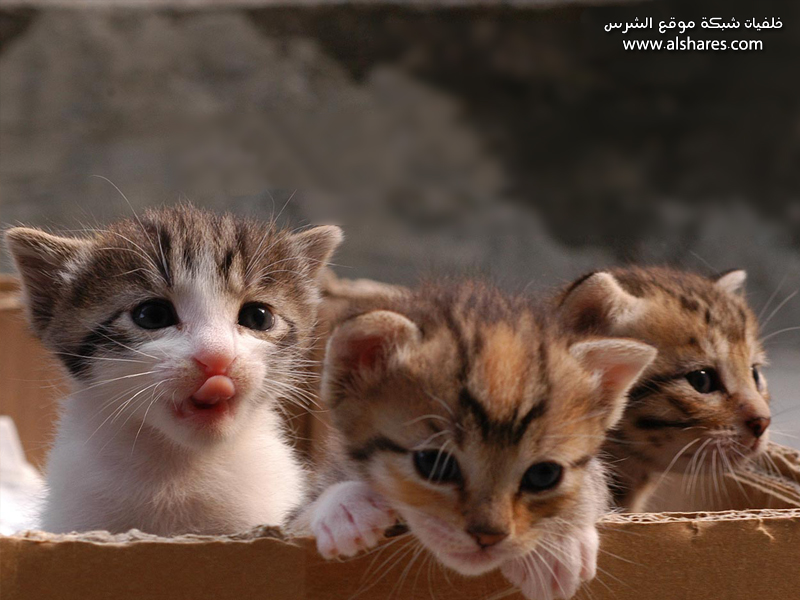 خلفيات حلوه Aa-kittens-wallpaper