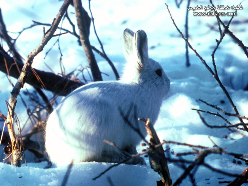 خلفيات Cute-white-rabbit