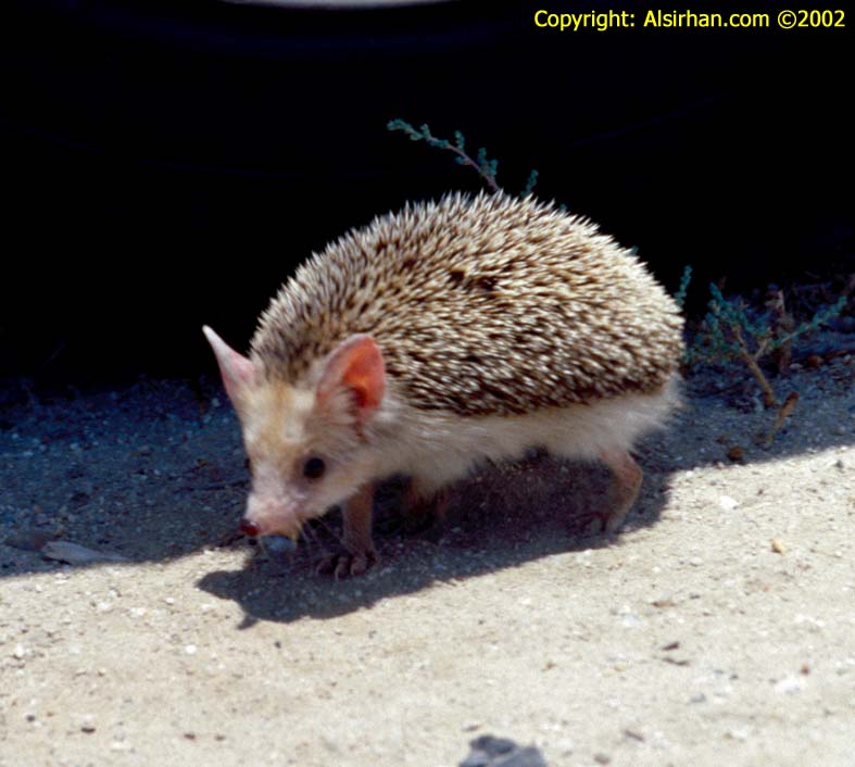 حيوان القنفذ________ Hemiechinus_auritus_1