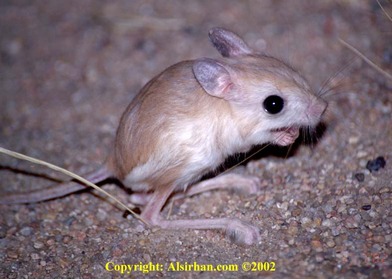      Jerboa_3