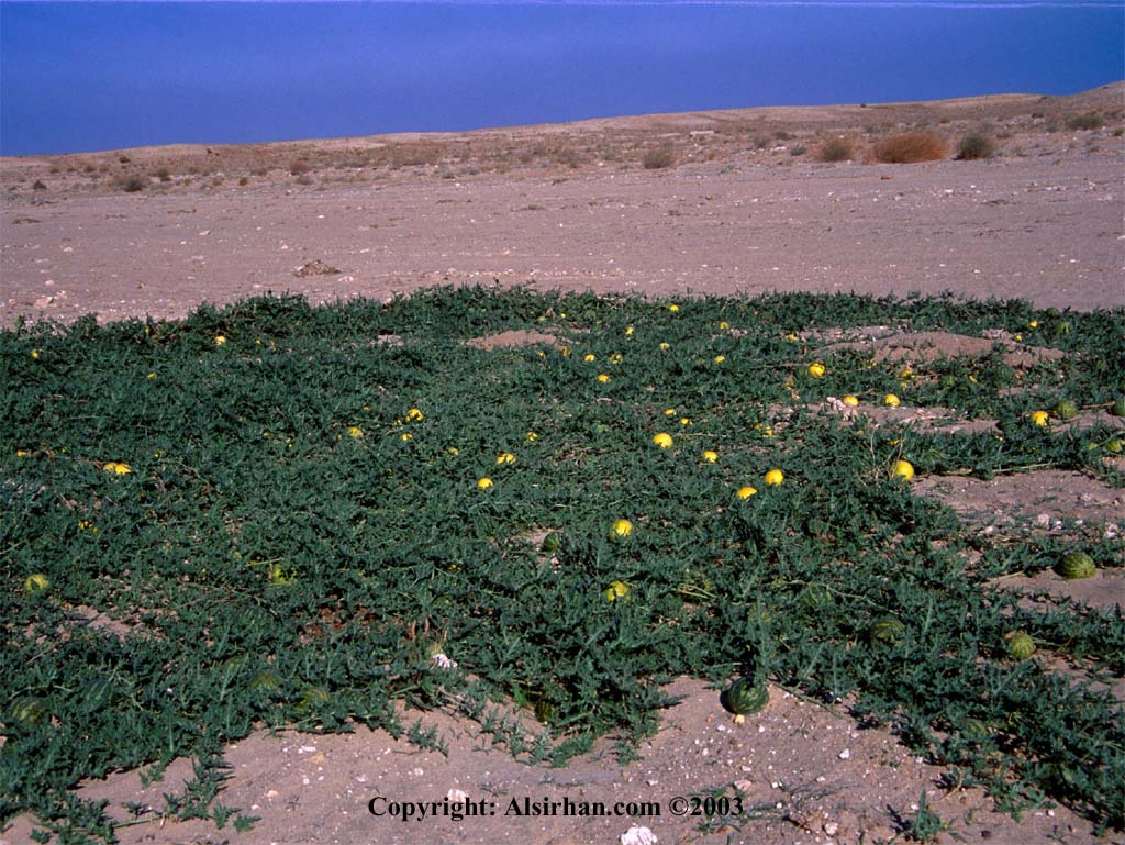 بنشر في الطريق الى الصحراء Handal_sc1