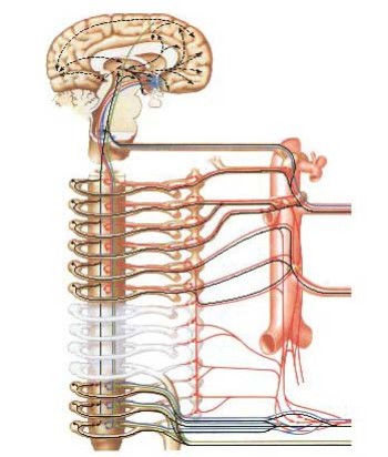  الـــجـــهـــاز الــهـــضــمـــي Gastrointestinal Tract شرح تفصيلى GIT_A%20%281%29